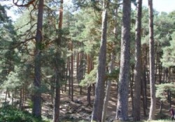 Declarado Parque Nacional la Sierra de Guadarrama