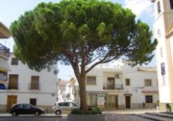 El Pino de la Plaza Mayor de L´Alfàz del Pi