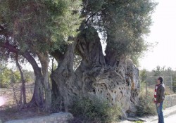 La Olivera Grossa de La Villajoyosa (Alicante)