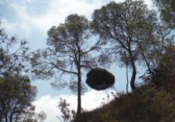 Escobas de brujas de los pinos. Cómo se forman y por qué