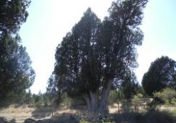 La sabina de Sigueruelo (Segovia)