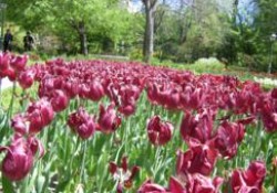 El Real Jardín Botánico de Madrid (1 de 2)