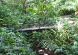 Jardín Botánico Histórico La Concepción (Málaga) (Parte 4 de 4). Sobre las películas rodadas en el jardín.
