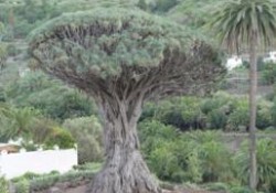 Drago de Icod de los Vinos (Tenerife) (parte 2 de 2)