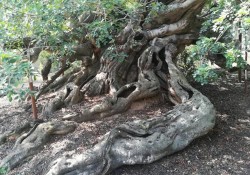 Algarrobo Monumental de Alfaz del Pí