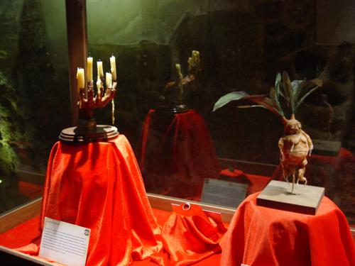Mandrágora y mano de gloria en museo de la Espáña Mágica_500x375