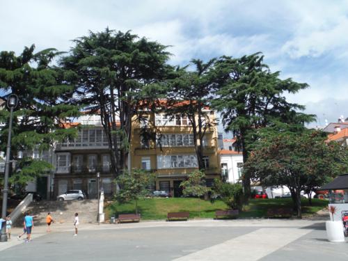 Camino de Santiago inglés. Impresionantes árboles en la plaza del Marqués de Amboage (Ferrol)