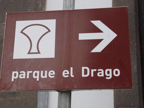 Drago de Icod de los Vinos (Tenerife) 