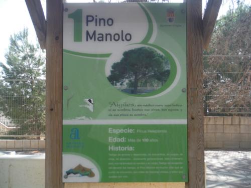 El pino Manolo de Aigües 